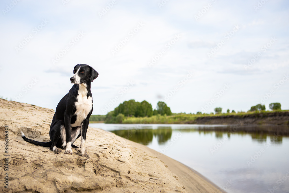 Fototapeta premium Black and white dog breed pointer. The dog sits on the sandy Bank of the river and looks away.