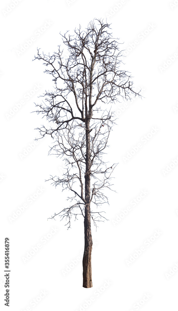 Old dead trees that do not have separate black-brown leaves on a white background.. Old dead trees that do not have separate black-brown leaves on a white background..