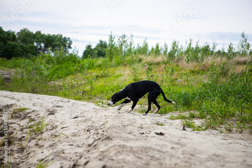 Hunting dog of black and white color. Pointer breed. The dog runs and sniffs the trail in search of prey.
