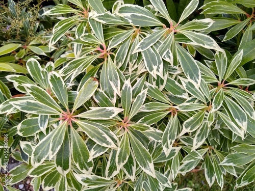 Tableau sur toile Pieris japonica 'Flaming Silver'
