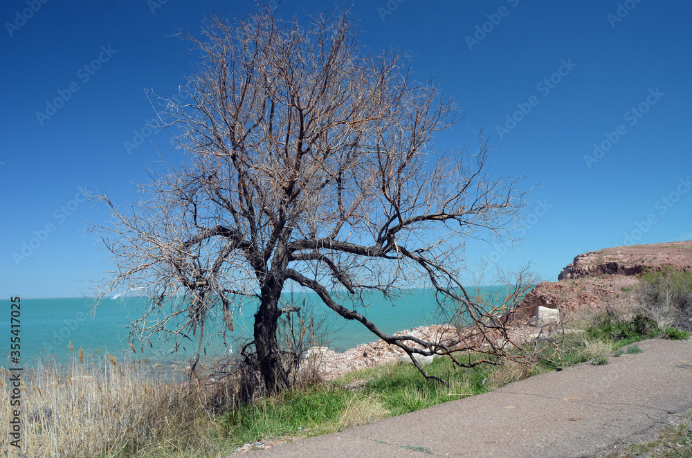 Fototapeta premium Balkhash lake, central Kazakhstan 