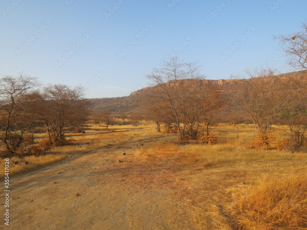 Naklejka premium ranthambore