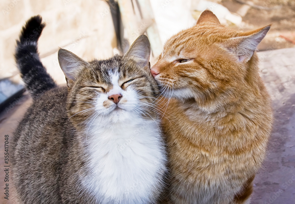 Cats love
Cats love