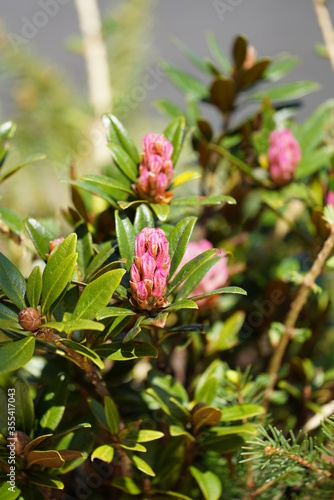 the pink bud of a alpine rose, Rhododendron hirsutum, in spring on the mountains on a sunny day