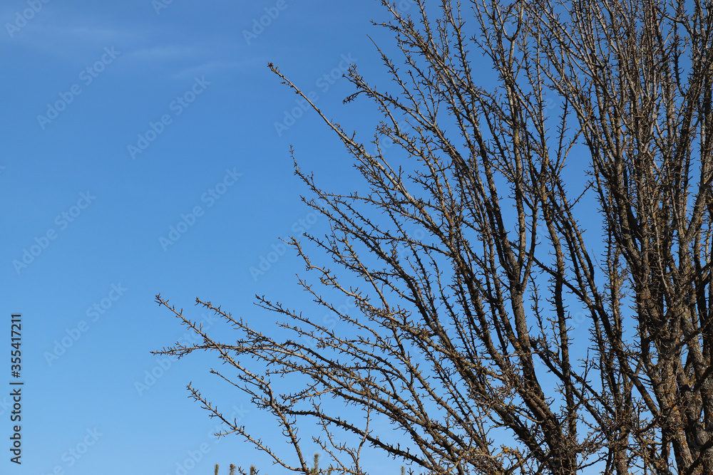 A close up of thorny branches of old wild pear (Pyrus communis) against the blue sky, copy space for text. Branches of tree are looks like a giant barbed wire A close up of thorny branches of old wild pear (Pyrus communis) against the blue sky, copy space for text. Branches of tree are looks like a giant barbed wire