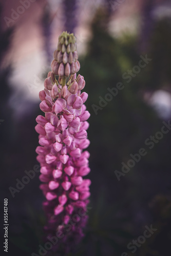 pink lupine growing in a warm spring garden in close-up