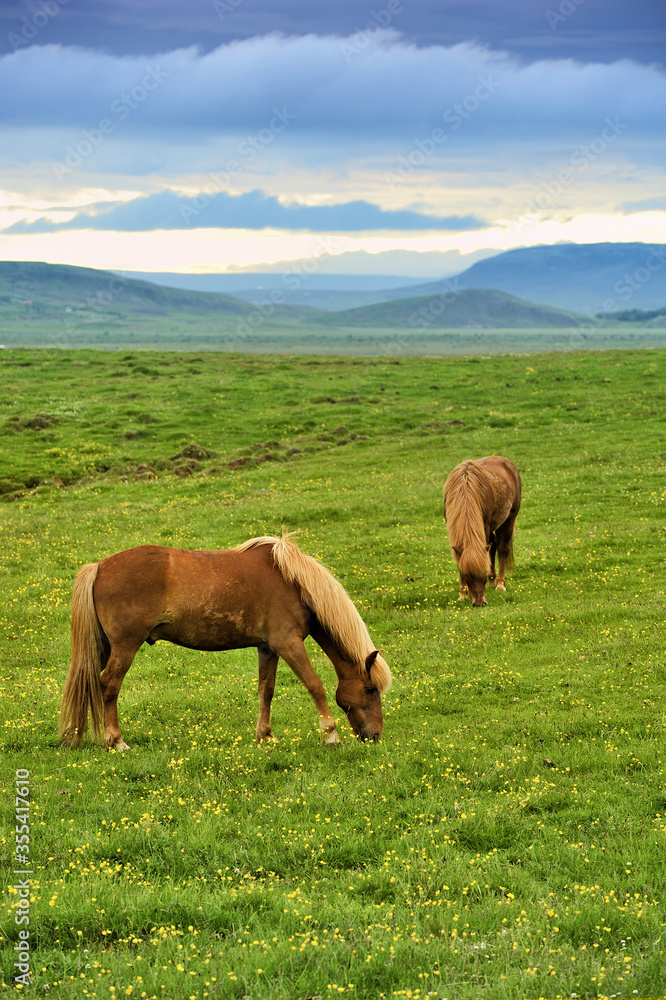 two horses at the meadow