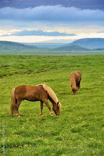 two horses at the meadow