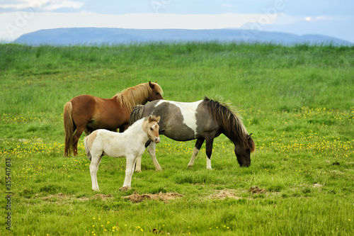 three horses at the meadow © andreslebedev