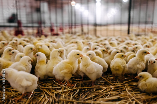 Konstfotografi Little chickens at a poultry farm.