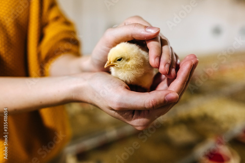 Human holding a little chicken in hands, at a poultry farm. photo