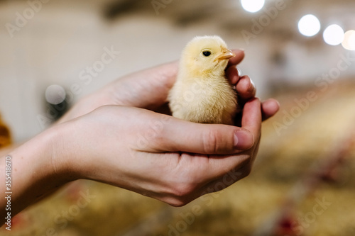 Human holding a little chicken in hands, at a poultry farm. photo