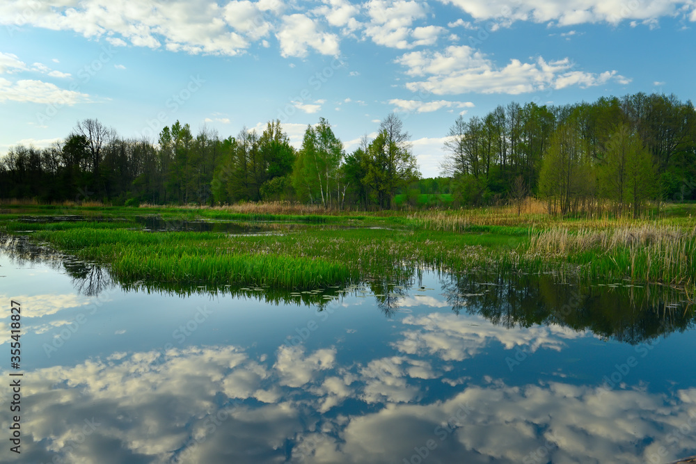 Fototapeta premium Spring or summer day on the lake and swamps in the forest. Wonderful wildlife landscape.