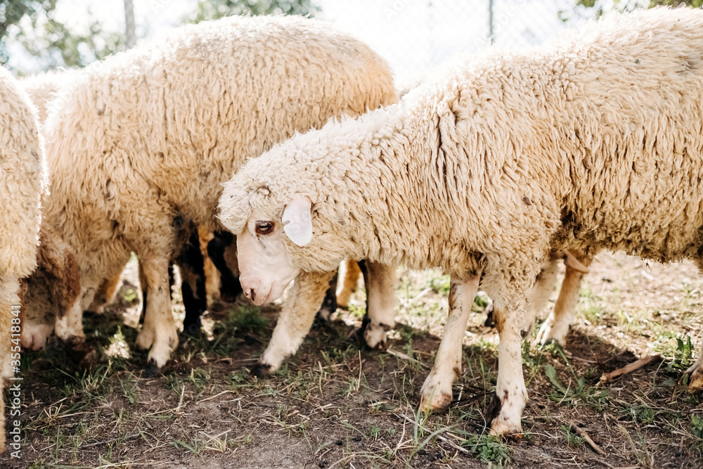White sheep on farm, eating grass. White sheep on farm, eating grass.