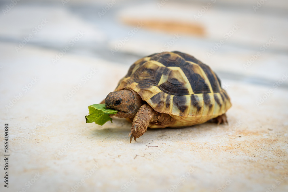 Pet turtle eating lettuce salad on stone paved terrace. Pet turtle eating lettuce salad on stone paved terrace.
