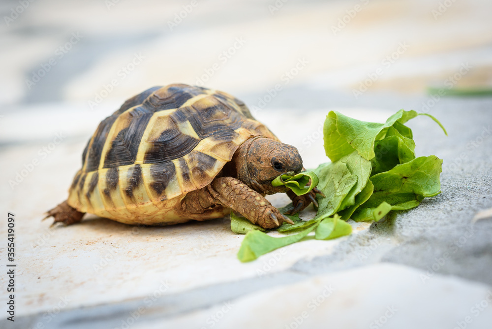 Pet turtle eating lettuce salad on stone paved terrace. - obrazy, fototapety, plakaty 