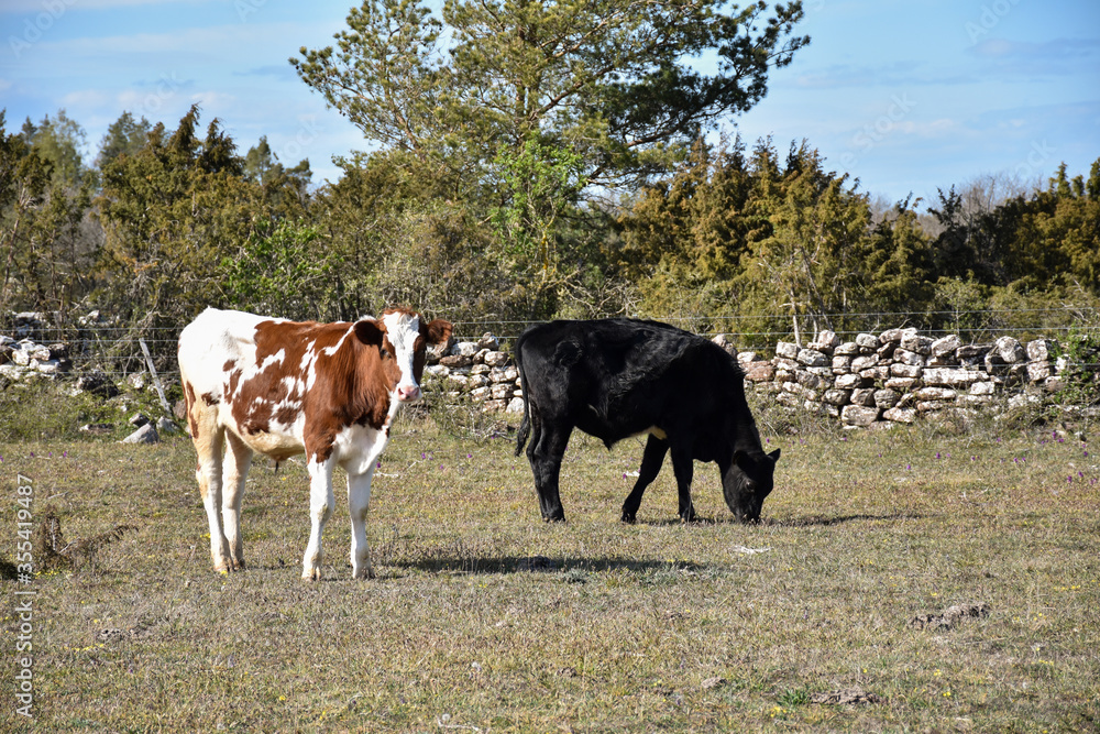 Grazing young cows in a grassland Grazing young cows in a grassland