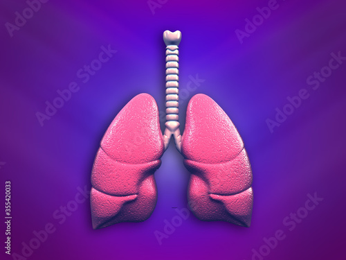 Humans have two lungs, a right lung and a left lung. They are situated within the thoracic cavity of the chest. The right lung is bigger than the left.