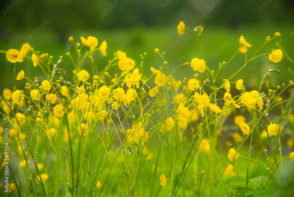 Soft selective focus. Yellow buttercups with drops of morning dew on a blurred background as a backdrop. Copy space for text, design. Soft selective focus. Yellow buttercups with drops of morning dew on a blurred background as a backdrop. Copy space for text, design.