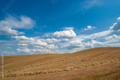 Wheat hill of the Tuscany countryside 