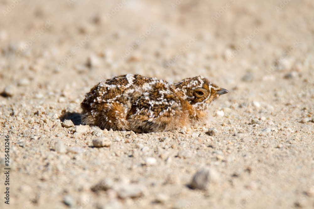 Chick of the Namaqua Sandgrouse freeze in position relying on cryptic colouring to escape detection Chick of the Namaqua Sandgrouse freeze in position relying on cryptic colouring to escape detection