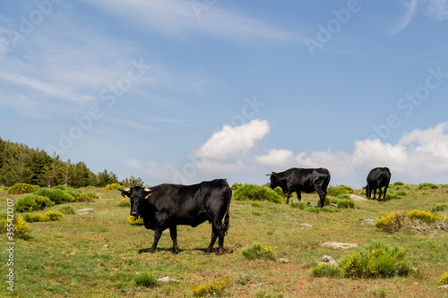 black cows on the mountain with a blue sky in the background