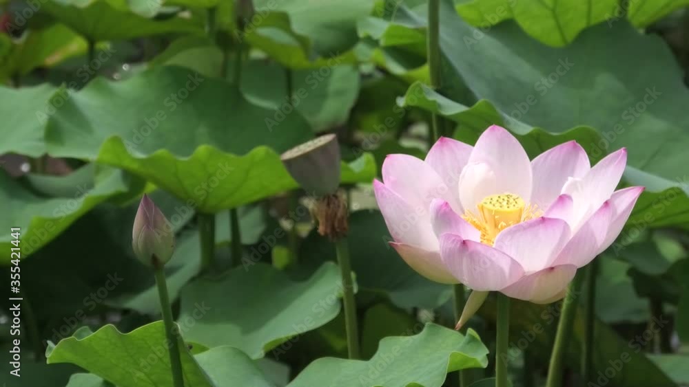 沖縄 公園の池に咲く蓮の花 沖縄 公園の池に咲く蓮の花