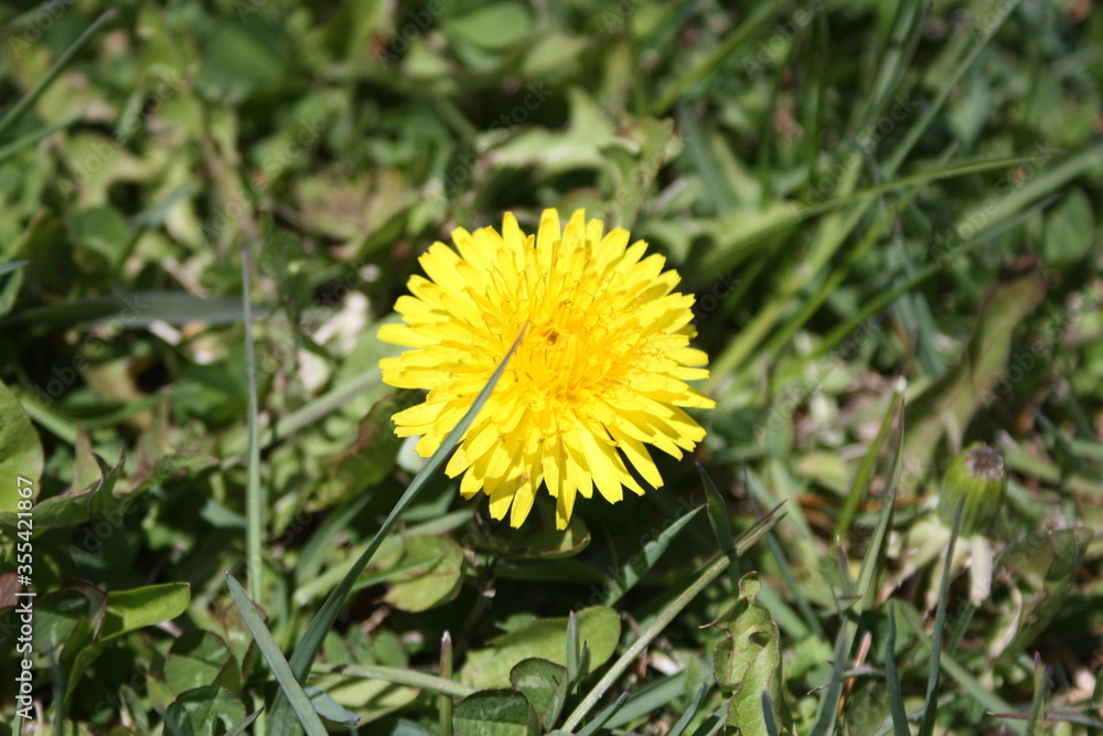 fleur fleur