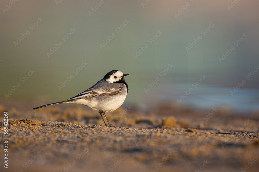 The Wagtail The Wagtail