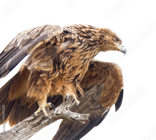 Tawny Eagle spreads its wings prior to take off in Kruger Park
