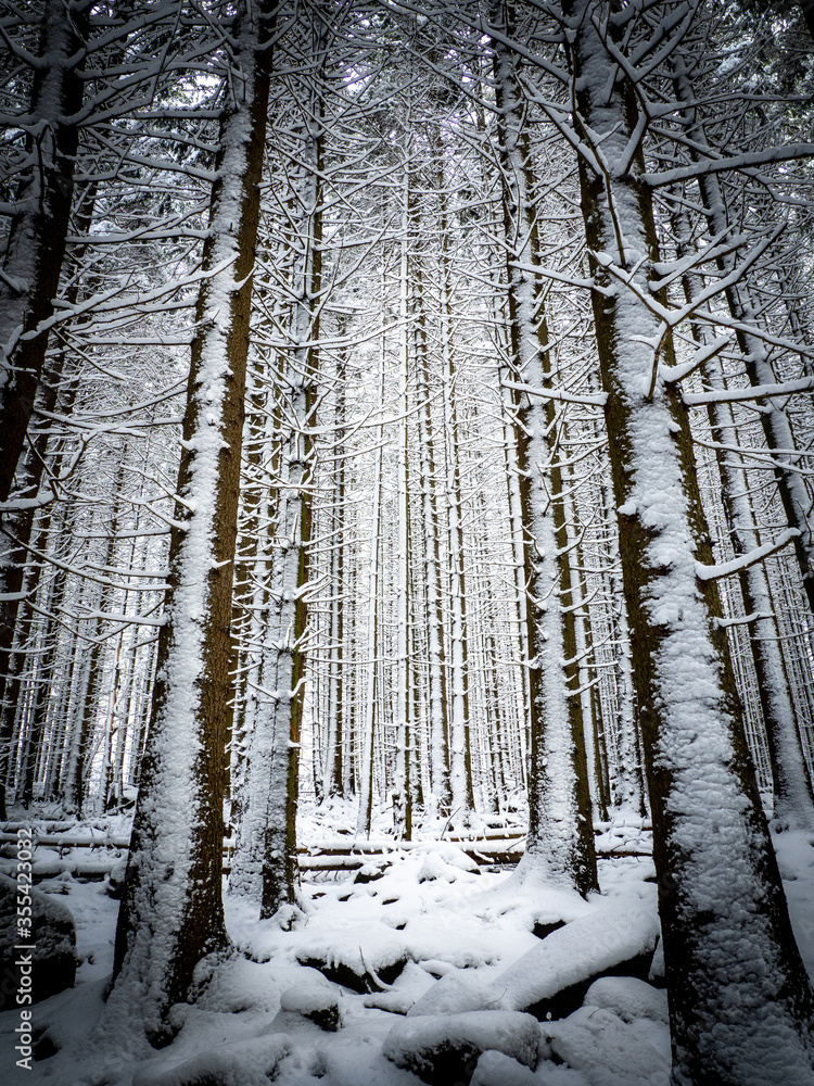 Fototapeta premium Snowy forest in the Harz Germany