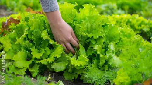 Women's hands pluck green lettuce leaves from beds