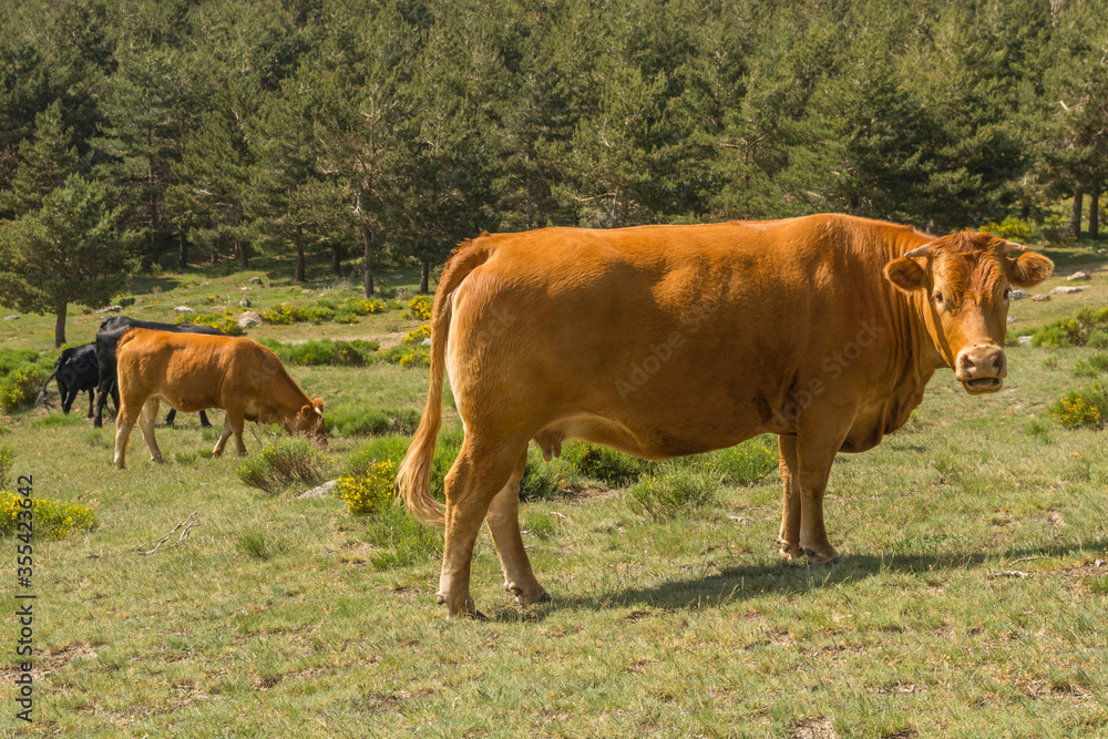 cows on the mountain