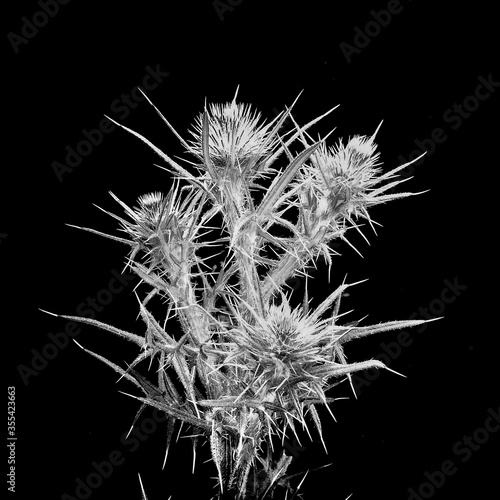 Black and white still life of dried thistle plant silhouetted against a black background