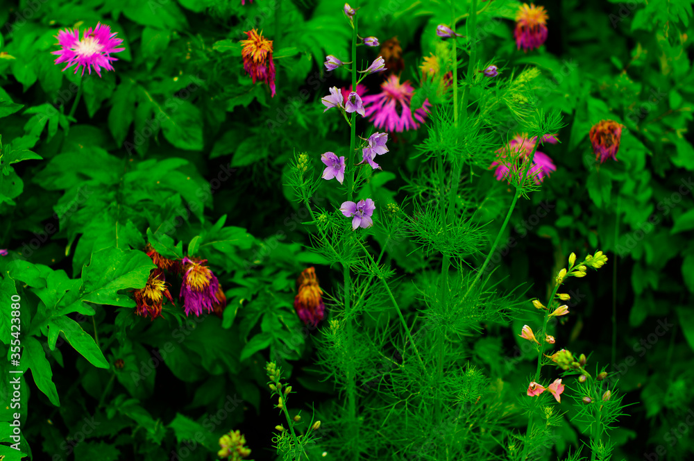 multi-colored wildflowers multi-colored wildflowers