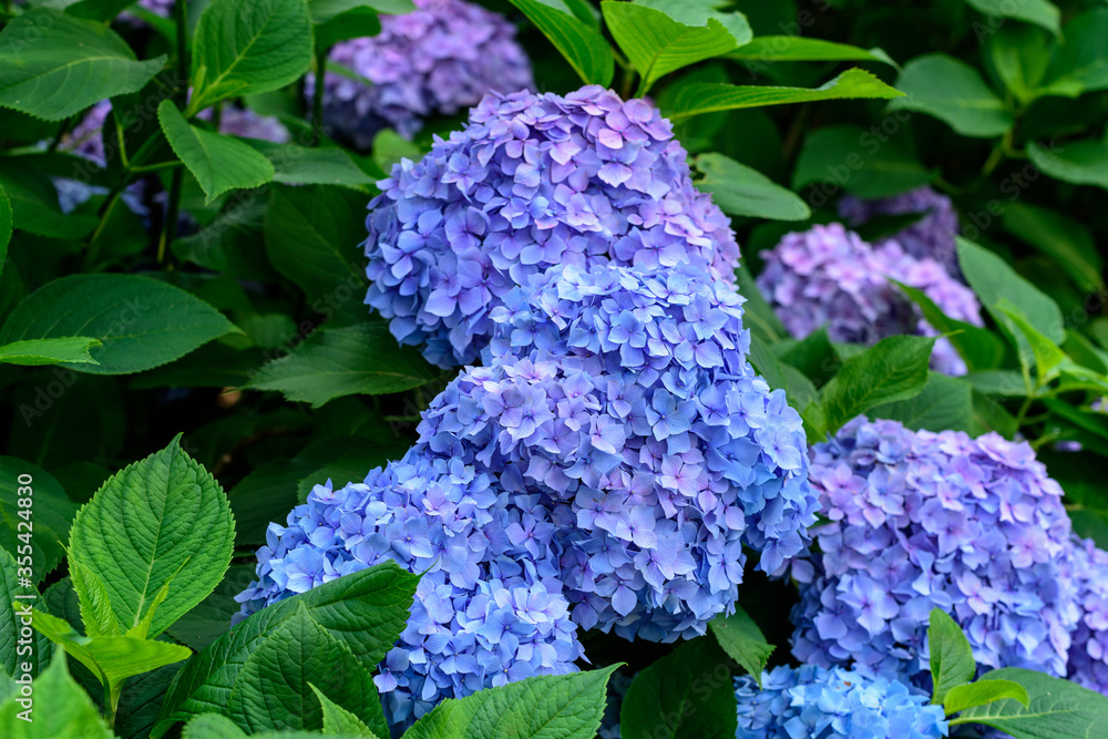 紫の紫陽花