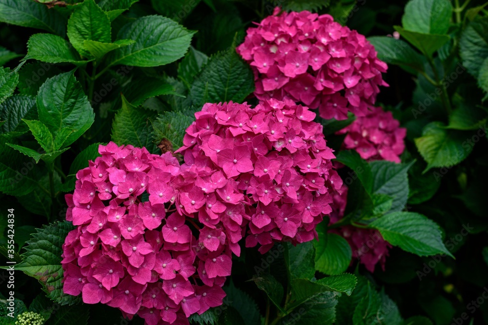 赤い紫陽花 赤い紫陽花