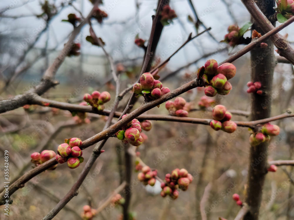 buds of flowers and a leaf on a tree branch
