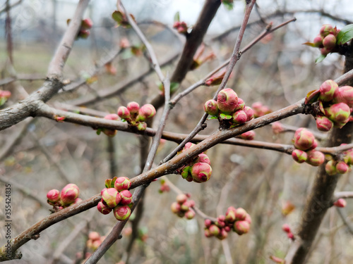 buds of flowers and a leaf on a tree branch