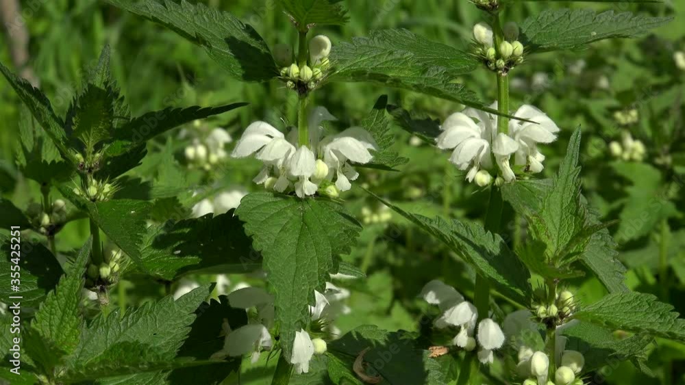 Flowers of White dead-nettle (Lamium album). Closeup. Flowers of White dead-nettle (Lamium album). Closeup.