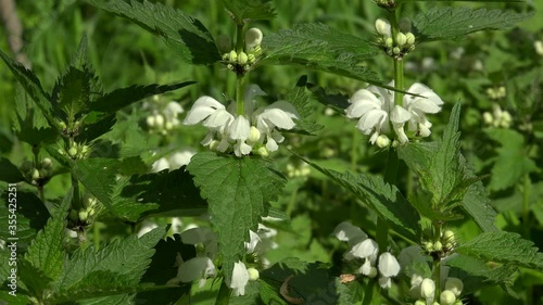 Flowers of White dead-nettle (Lamium album). Closeup. photo