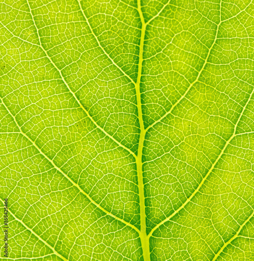 Green leaf with tree as abstract background. Green leaf with tree as abstract background.