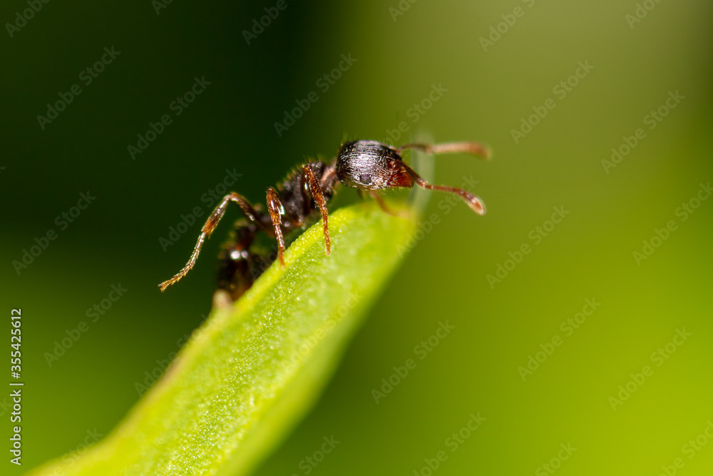 Ant on a green plant in nature. Ant on a green plant in nature.