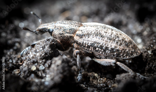 Close-up of a beetle on the ground