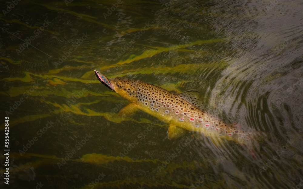 Trout fish hooked in clear water Trout fish hooked in clear water