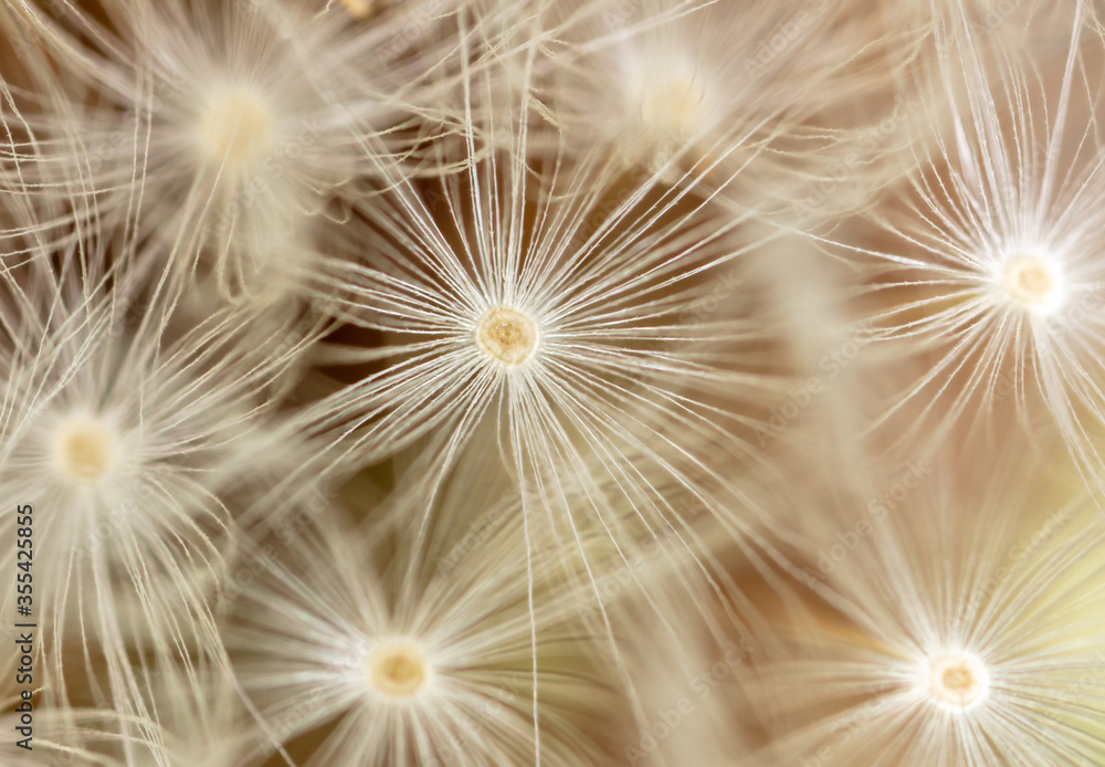 Naklejka Close-up of a dandelion in nature.