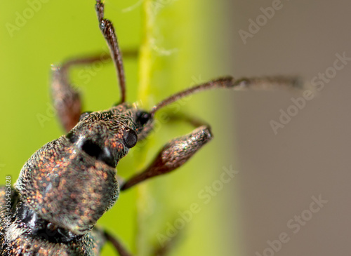Beetle on a green plant in nature. © schankz