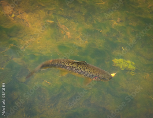 Trout fish hooked in clear water