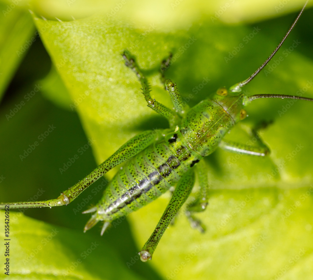 Green grasshopper in grassy vegetation. Green grasshopper in grassy vegetation.