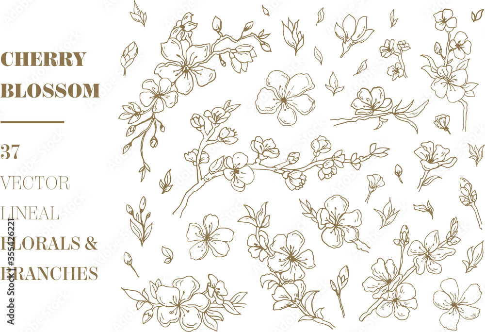 Fototapeta premium Cherry Blossom vector florals and branches